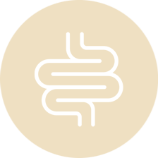 Gut Health Icon